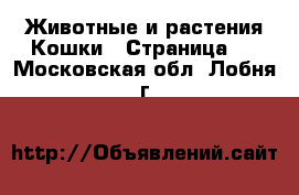 Животные и растения Кошки - Страница 9 . Московская обл.,Лобня г.